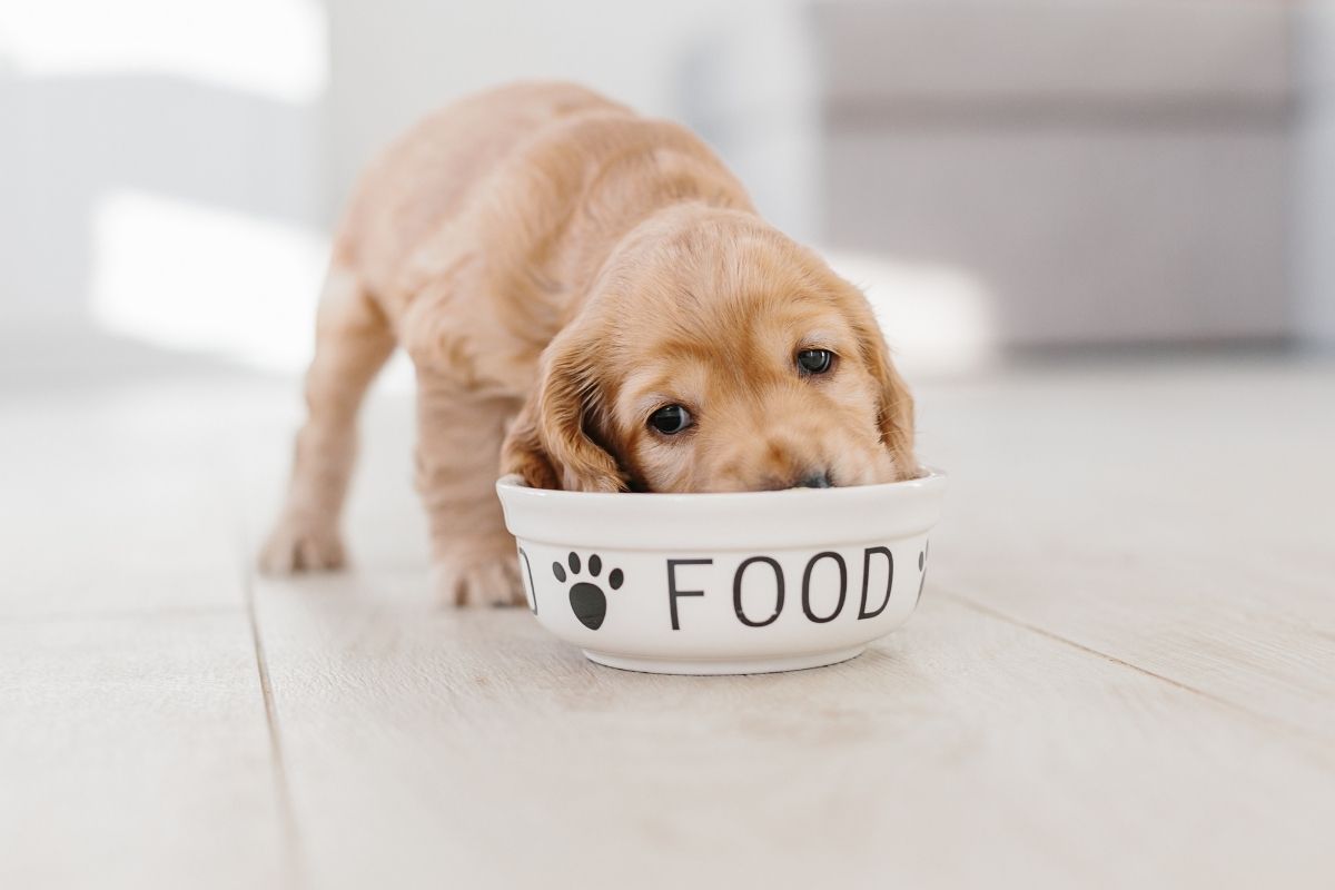 Comment bien nourrir votre chiot avec du pâté pour chiot adapté